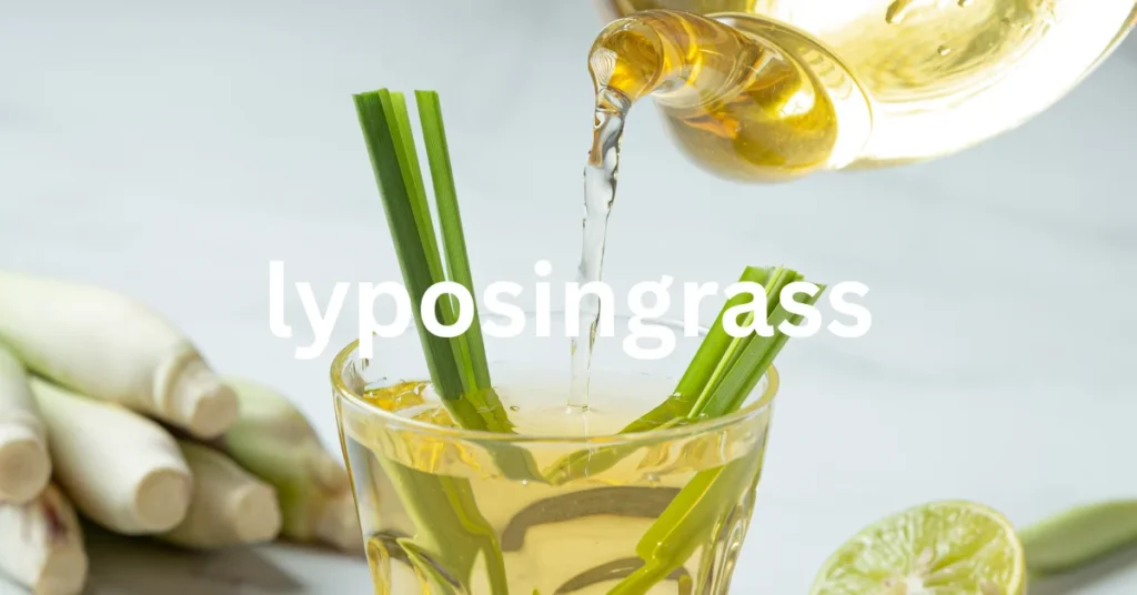 Lyposingrass: Nature’s Hidden Secret to Fat Loss and Wellness Lyposingrass: Nature’s Hidden Secret to Fat Loss and Wellness