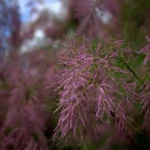 Ракитовица: The Ultimate Guide to Nature’s Superberry